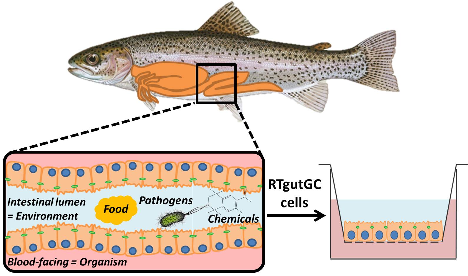 phd-thesis-a-fish-intestinal-barrier-model-to-assess-interaction-with-chemicals-in-vitro